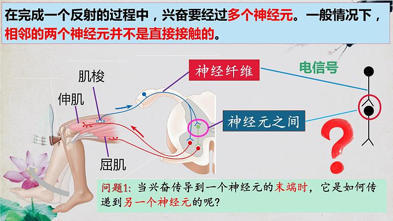 2.3+神经冲动的产生和传导（第二课时）-【探究课堂】2023-2024学年高二生物上学期同步优质课件（人教版2019选择性必修1）第4页