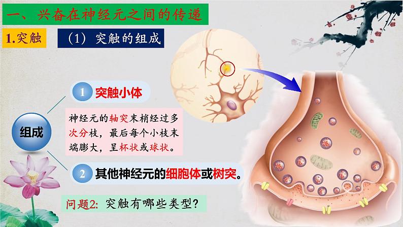 2.3+神经冲动的产生和传导（第二课时）-【探究课堂】2023-2024学年高二生物上学期同步优质课件（人教版2019选择性必修1）第6页