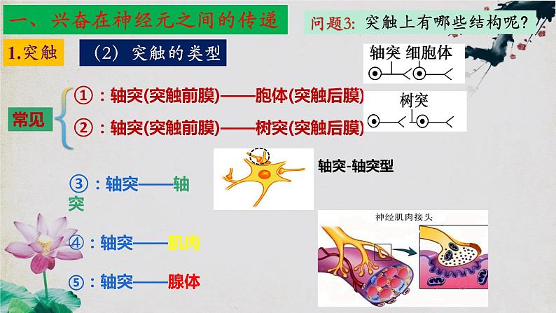 2.3+神经冲动的产生和传导（第二课时）-【探究课堂】2023-2024学年高二生物上学期同步优质课件（人教版2019选择性必修1）第7页