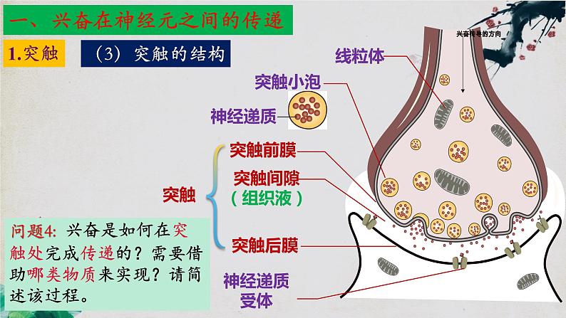 2.3+神经冲动的产生和传导（第二课时）-【探究课堂】2023-2024学年高二生物上学期同步优质课件（人教版2019选择性必修1）第8页