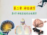 2.4+神经系统的分级调节-【探究课堂】2023-2024学年高二生物上学期同步优质课件（人教版2019选择性必修1）