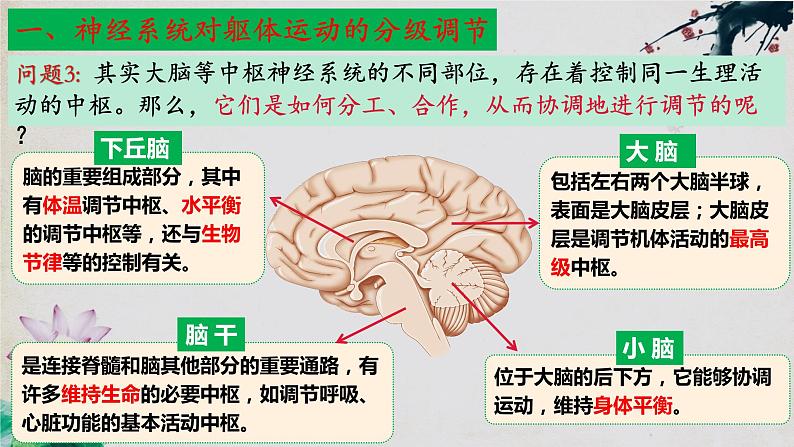 2.4+神经系统的分级调节-【探究课堂】2023-2024学年高二生物上学期同步优质课件（人教版2019选择性必修1）第7页