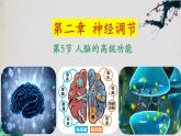 2.5+人脑的高级功能-【探究课堂】2023-2024学年高二生物上学期同步优质课件（人教版2019选择性必修1）