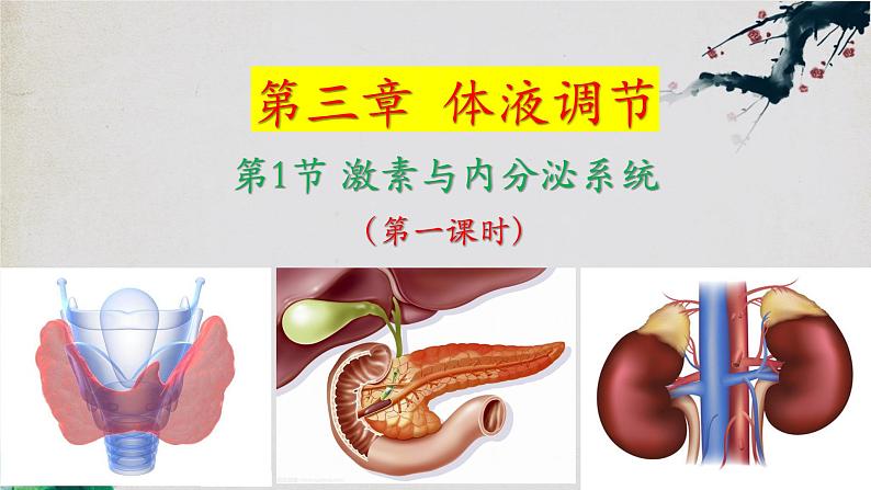 3.1+激素与内分泌系统（第一课时）-【探究课堂】2023-2024学年高二生物上学期同步优质课件（人教版2019选择性必修1）01