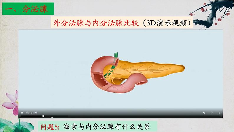 3.1+激素与内分泌系统（第一课时）-【探究课堂】2023-2024学年高二生物上学期同步优质课件（人教版2019选择性必修1）07