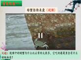 3.1+激素与内分泌系统（第二课时）-【探究课堂】2023-2024学年高二生物上学期同步优质课件（人教版2019选择性必修1）