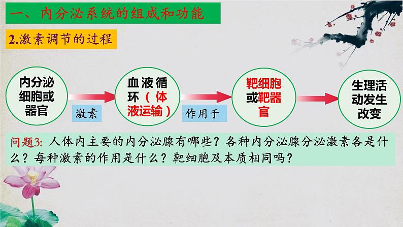 3.1+激素与内分泌系统（第二课时）-【探究课堂】2023-2024学年高二生物上学期同步优质课件（人教版2019选择性必修1）第6页