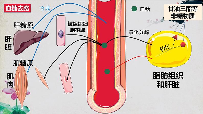 3.2 激素调节的过程（第一课时）第8页