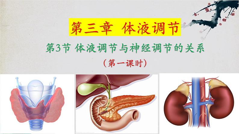 3.3+体液调节与神经调节的关系（第一课时）-【探究课堂】2023-2024学年高二生物上学期同步优质课件（人教版2019选择性必修1）第1页