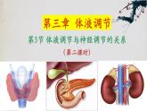 3.3+体液调节与神经调节的关系（第二课时）-【探究课堂】2023-2024学年高二生物上学期同步优质课件（人教版2019选择性必修1）