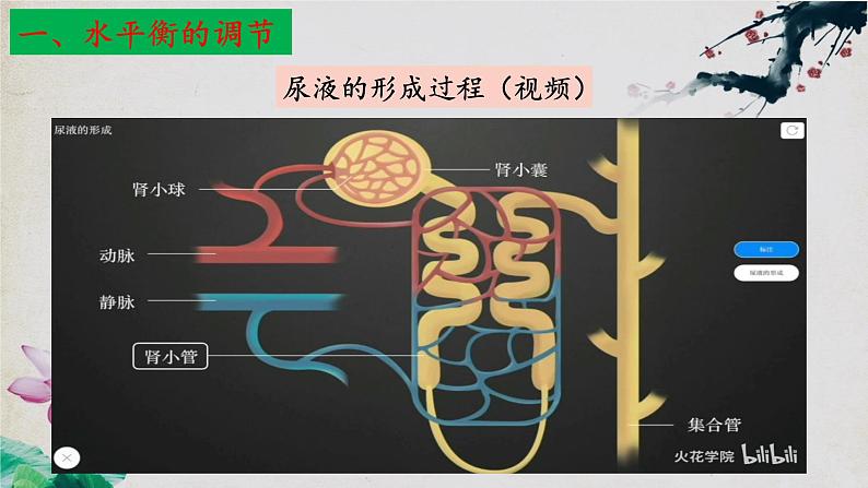 3.3+体液调节与神经调节的关系（第二课时）-【探究课堂】2023-2024学年高二生物上学期同步优质课件（人教版2019选择性必修1）第8页