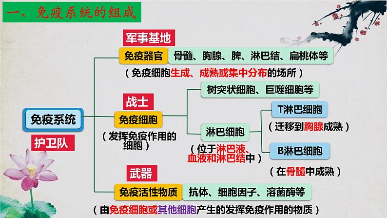 4.1 免疫系统的组成和功能第8页