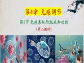 4.1+免疫系统的组成和功能（第二课时）-【探究课堂】2023-2024学年高二生物上学期同步优质课件（人教版2019选择性必修1）