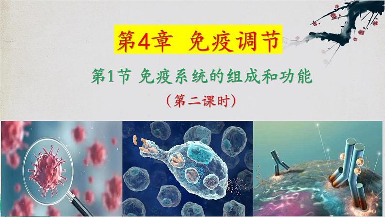 4.1+免疫系统的组成和功能（第二课时）-【探究课堂】2023-2024学年高二生物上学期同步优质课件（人教版2019选择性必修1）01