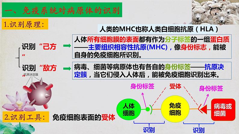 4.2+特异性免疫（第一课时）-【探究课堂】2023-2024学年高二生物上学期同步优质课件（人教版2019选择性必修1）07