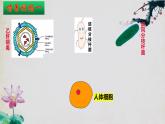 4.2+特异性免疫（第二课时）-【探究课堂】2023-2024学年高二生物上学期同步优质课件（人教版2019选择性必修1）
