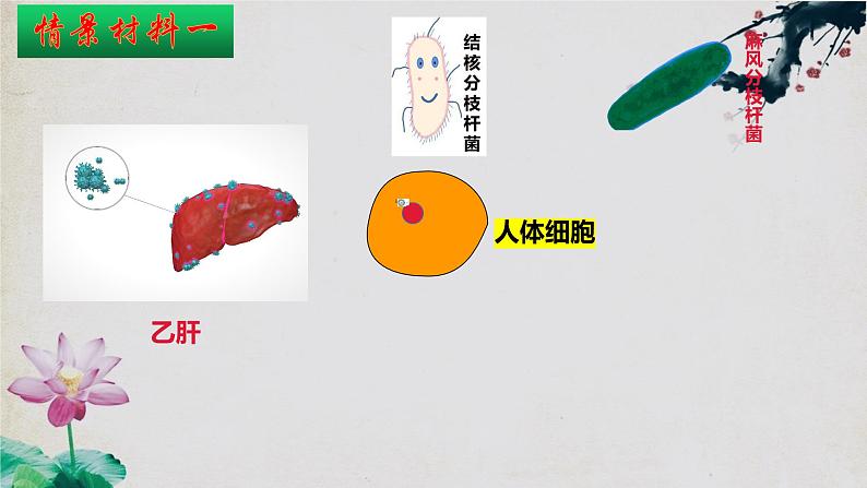 4.2+特异性免疫（第二课时）-【探究课堂】2023-2024学年高二生物上学期同步优质课件（人教版2019选择性必修1）第6页