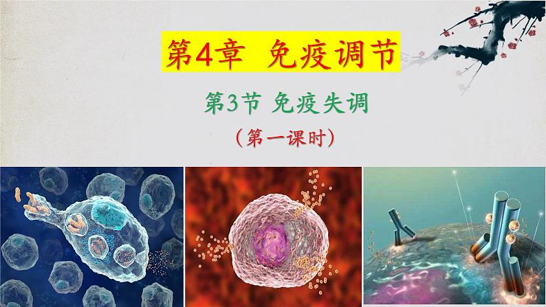 4.3+免疫失调（第一课时）-【探究课堂】2023-2024学年高二生物上学期同步优质课件（人教版2019选择性必修1）第1页