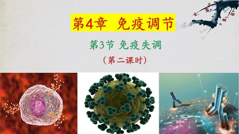 4.3+免疫失调（第二课时）-【探究课堂】2023-2024学年高二生物上学期同步优质课件（人教版2019选择性必修1）第1页