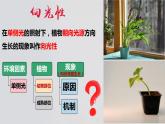 5.1+植物生长素（第一课时）-【探究课堂】2023-2024学年高二生物上学期同步优质课件（人教版2019选择性必修1）
