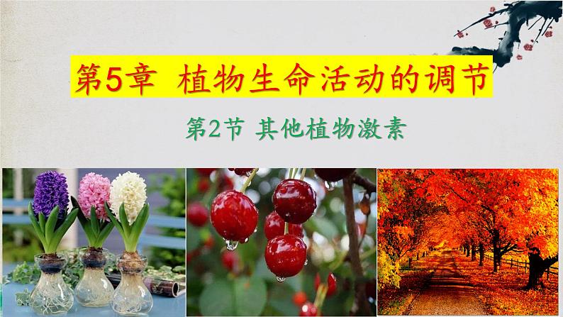 5.2+其他植物激素-【探究课堂】2023-2024学年高二生物上学期同步优质课件（人教版2019选择性必修1）第1页