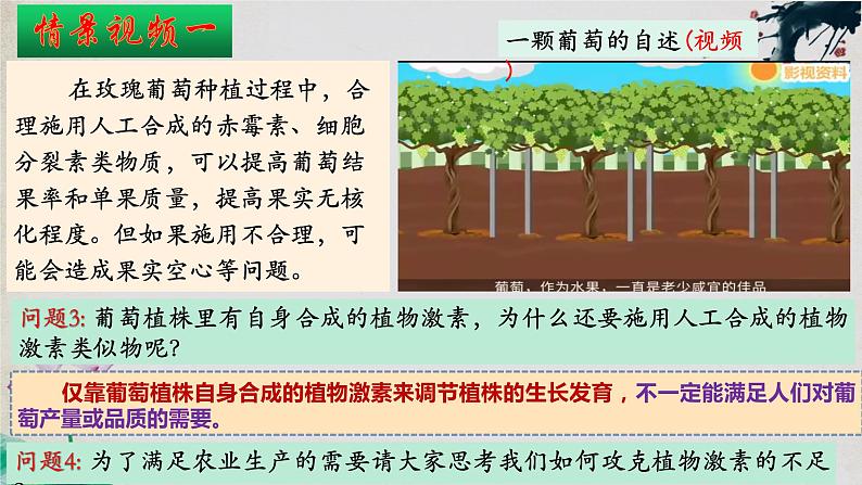 5.3+植物生长调节剂的应用-【探究课堂】2023-2024学年高二生物上学期同步优质课件（人教版2019选择性必修1）第7页