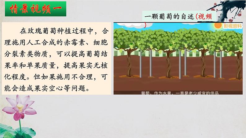 5.3+植物生长调节剂的应用-【探究课堂】2023-2024学年高二生物上学期同步优质课件（人教版2019选择性必修1）第8页