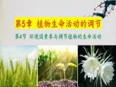 5.4+环境因素参与调节植物的生命活动-【探究课堂】2023-2024学年高二生物上学期同步优质课件（人教版2019选择性必修1）