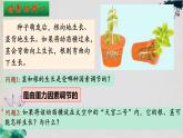 5.4+环境因素参与调节植物的生命活动-【探究课堂】2023-2024学年高二生物上学期同步优质课件（人教版2019选择性必修1）