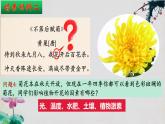5.4+环境因素参与调节植物的生命活动-【探究课堂】2023-2024学年高二生物上学期同步优质课件（人教版2019选择性必修1）