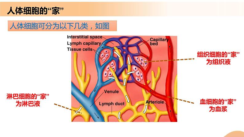 1.1+细胞生活的环境（课件+教案+导学案+练习）-高二生物同步备课系列（人教版2019选择性必修1）07