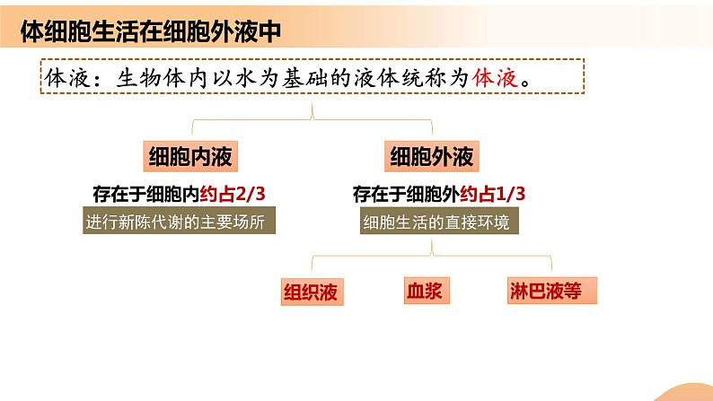 1.1+细胞生活的环境（课件+教案+导学案+练习）-高二生物同步备课系列（人教版2019选择性必修1）08