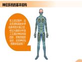 2.1+神经调节的结构基础（课件+教案+导学案+练习）-高二生物同步备课系列（人教版2019选择性必修1）