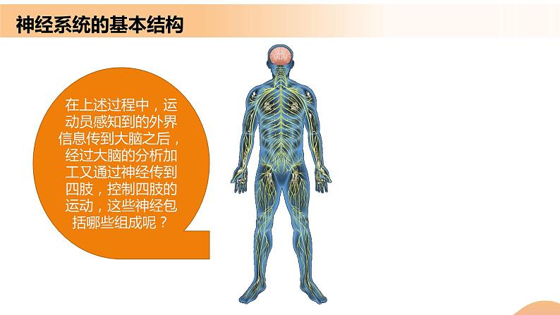 2.1+神经调节的结构基础（课件+教案+导学案+练习）-高二生物同步备课系列（人教版2019选择性必修1）02