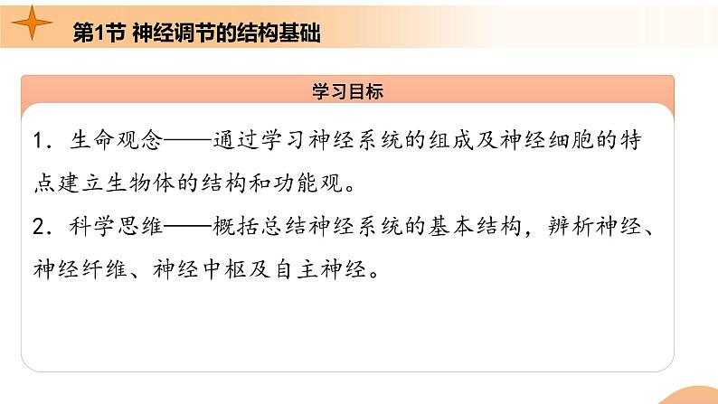 2.1+神经调节的结构基础（课件+教案+导学案+练习）-高二生物同步备课系列（人教版2019选择性必修1）04