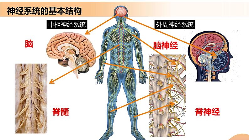 2.1+神经调节的结构基础（课件+教案+导学案+练习）-高二生物同步备课系列（人教版2019选择性必修1）06