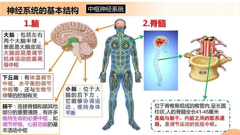 2.1+神经调节的结构基础（课件+教案+导学案+练习）-高二生物同步备课系列（人教版2019选择性必修1）07