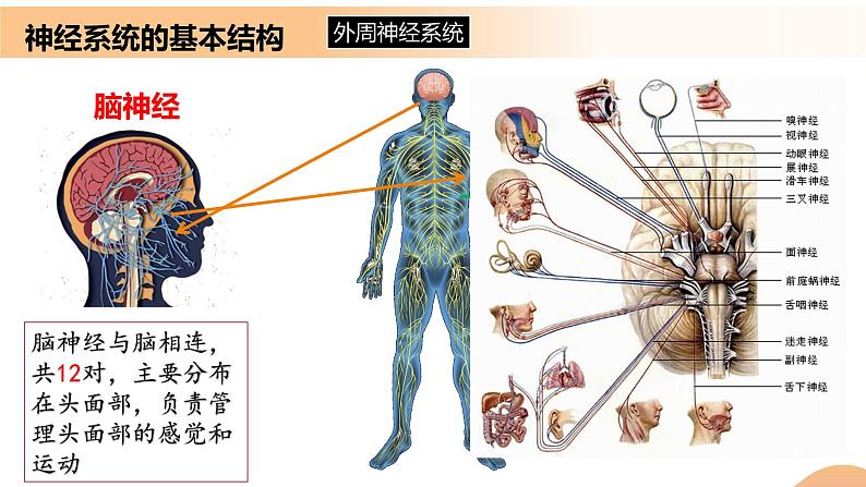 2.1+神经调节的结构基础（课件+教案+导学案+练习）-高二生物同步备课系列（人教版2019选择性必修1）08