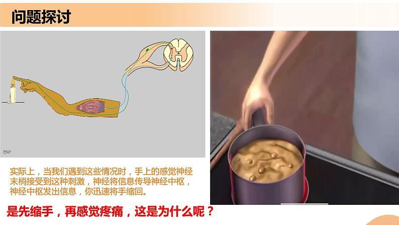 2.2+神经调节的基本方式（课件+教案+导学案+练习）-高二生物同步备课系列（人教版2019选择性必修1）02