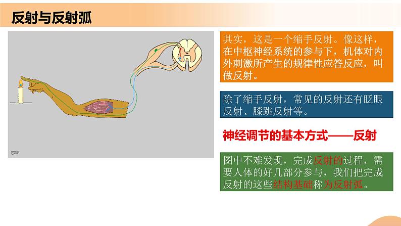 2.2+神经调节的基本方式（课件+教案+导学案+练习）-高二生物同步备课系列（人教版2019选择性必修1）06