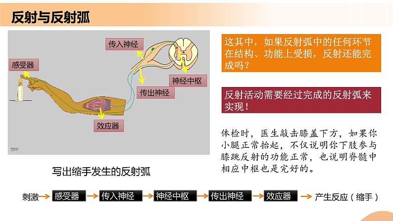 2.2+神经调节的基本方式（课件+教案+导学案+练习）-高二生物同步备课系列（人教版2019选择性必修1）07