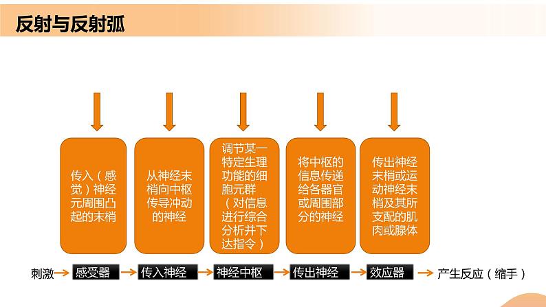 2.2+神经调节的基本方式（课件+教案+导学案+练习）-高二生物同步备课系列（人教版2019选择性必修1）08
