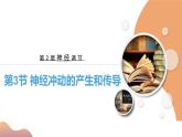 2.3+神经冲动的产生和传导（课件+教案+导学案+练习）-高二生物同步备课系列（人教版2019选择性必修1）