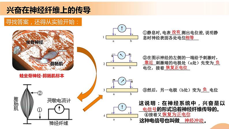 2.3+神经冲动的产生和传导（课件+教案+导学案+练习）-高二生物同步备课系列（人教版2019选择性必修1）05