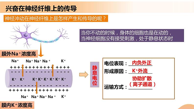 2.3+神经冲动的产生和传导（课件+教案+导学案+练习）-高二生物同步备课系列（人教版2019选择性必修1）06