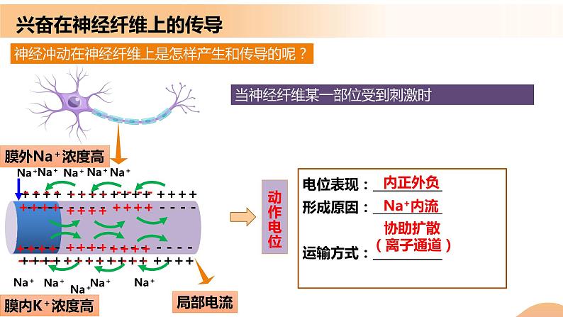 2.3+神经冲动的产生和传导（课件+教案+导学案+练习）-高二生物同步备课系列（人教版2019选择性必修1）07