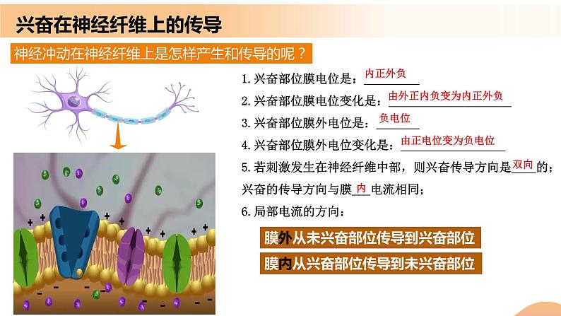 2.3+神经冲动的产生和传导（课件+教案+导学案+练习）-高二生物同步备课系列（人教版2019选择性必修1）08