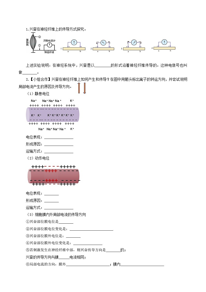 2.3+神经冲动的产生和传导（课件+教案+导学案+练习）-高二生物同步备课系列（人教版2019选择性必修1）02