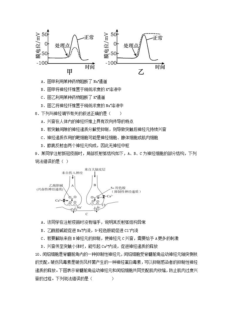 2.3+神经冲动的产生和传导（课件+教案+导学案+练习）-高二生物同步备课系列（人教版2019选择性必修1）03