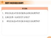2.4+神经系统的分级调节（课件+教案+导学案+练习）-高二生物同步备课系列（人教版2019选择性必修1）